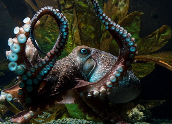 タコが自力で水族館から脱走 ニュージーランドの海に帰る