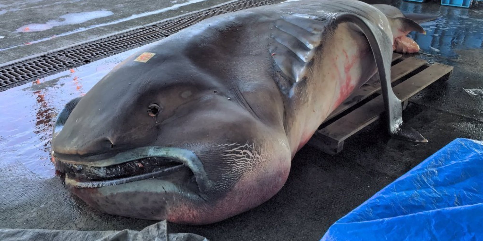 グロい？かわいい？幻の「メガマウス」巨大深海魚が水揚げされる
