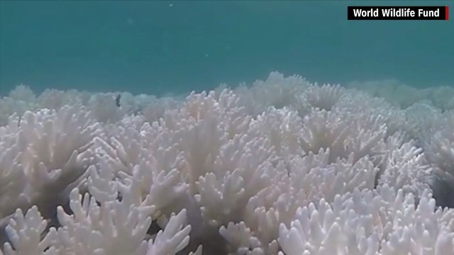グレートバリアリーフ、サンゴの9割超で「白化」被害