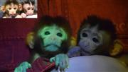 緑色に光るサル誕生、遺伝子改変 滋賀医科大と実験動物中央研究所