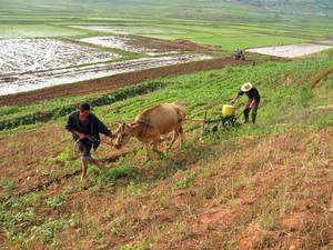 北朝鮮食糧生産量が2010年以来初の減少、飢餓悪化の恐れ=FAO