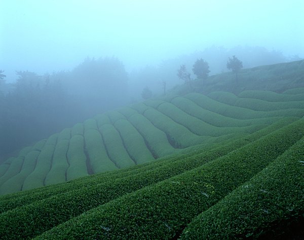 5月1日雑節・八十八夜…今年は「新茶前線」に注目!