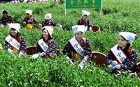 みずみずしい新芽手に 宇治、八十八夜の茶摘み