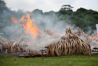 ゾウ密猟、怒りの炎 政府焼却