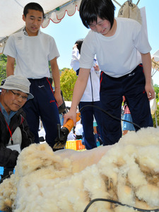 愛媛)子どもたちがヒツジの毛刈り体験 今治