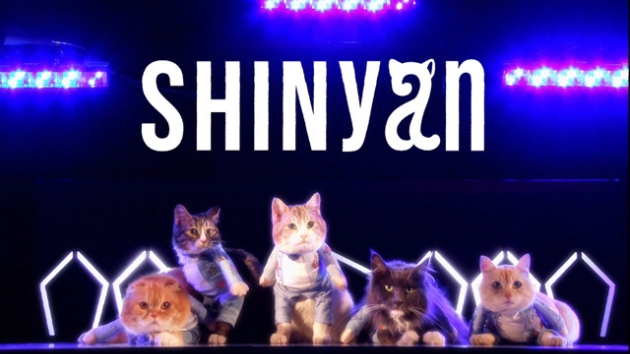 SHINeeコピーの猫グループがデビュー